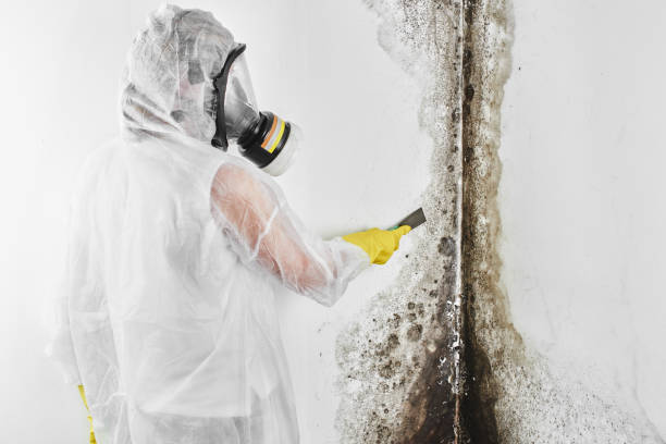 Best Attic Mold Removal  in Laguna Beach, FL