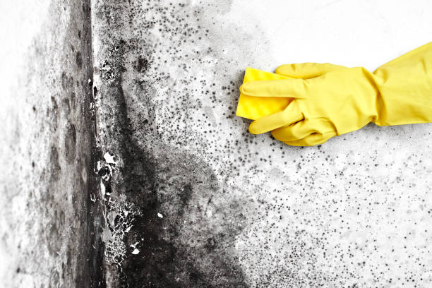 Best Fast Mold Removal  in Laguna Beach, FL