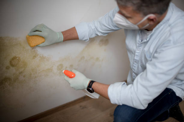Certified Mold Removal in Laguna Beach, FL