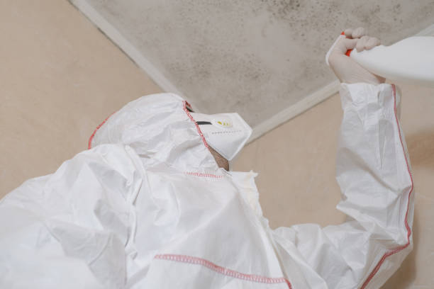 Best Attic Mold Removal  in Laguna Beach, FL