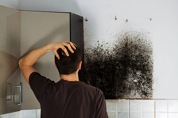 Best Black Mold Removal  in Laguna Beach, FL