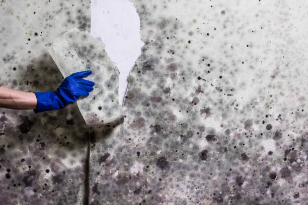 Attic Mold Removal in Laguna Beach, FL